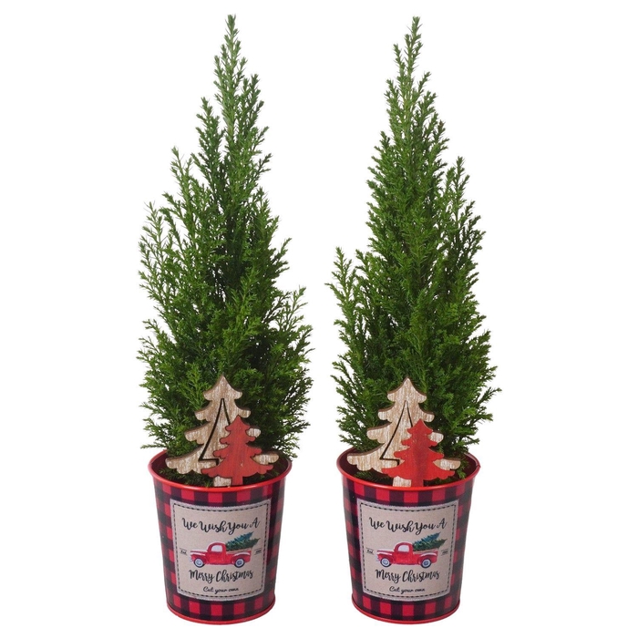 <h4>PTK25181 Ellwoodii in zink met decoratie</h4>