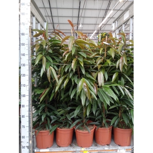 Ficus binn. 'Amstel King'