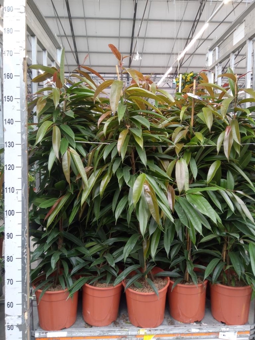 <h4>Ficus binn. 'Amstel King'</h4>