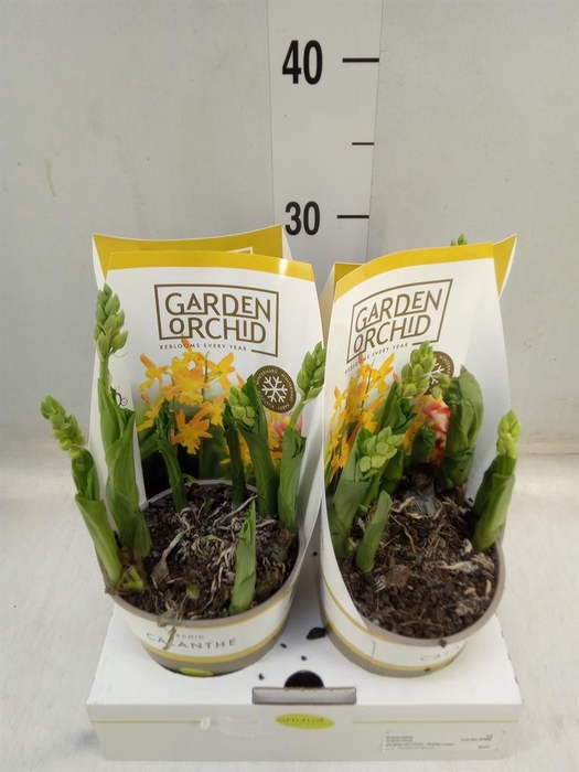 <h4>Calanthe   ...</h4>