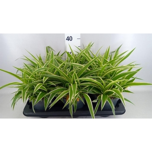 Chlorophytum com. 'Ocean'