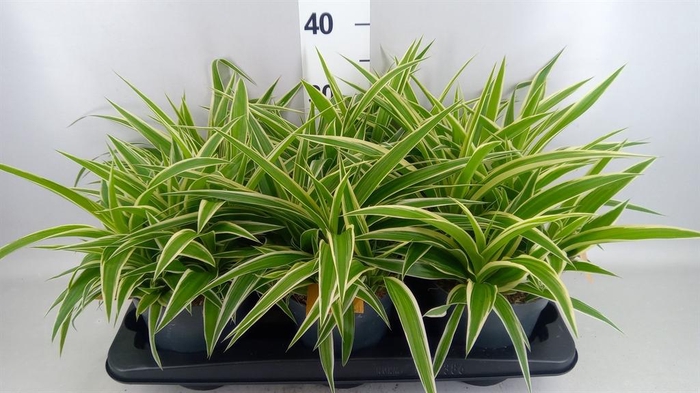 <h4>Chlorophytum com. 'Ocean'</h4>