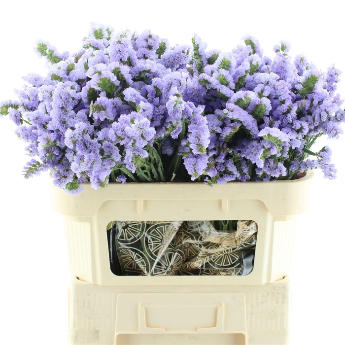 <h4>Lim S Donau Birds</h4>