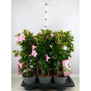 Mandevilla am. 'Sundav Db Blush Pk'