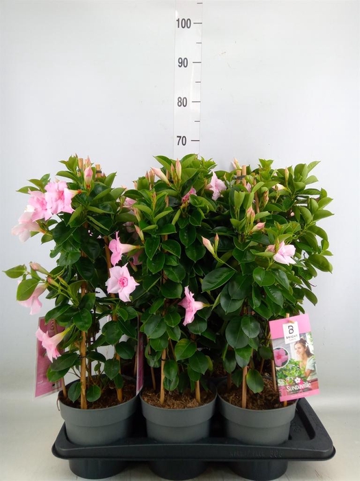 <h4>Mandevilla am. 'Sundav Db Blush Pk'</h4>