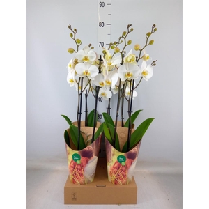 Phalaenopsis  'Ant London'