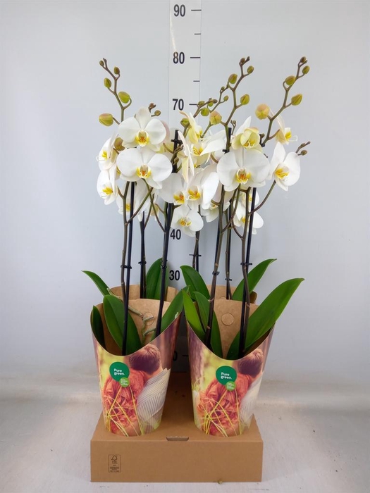 <h4>Phalaenopsis  'Ant London'</h4>