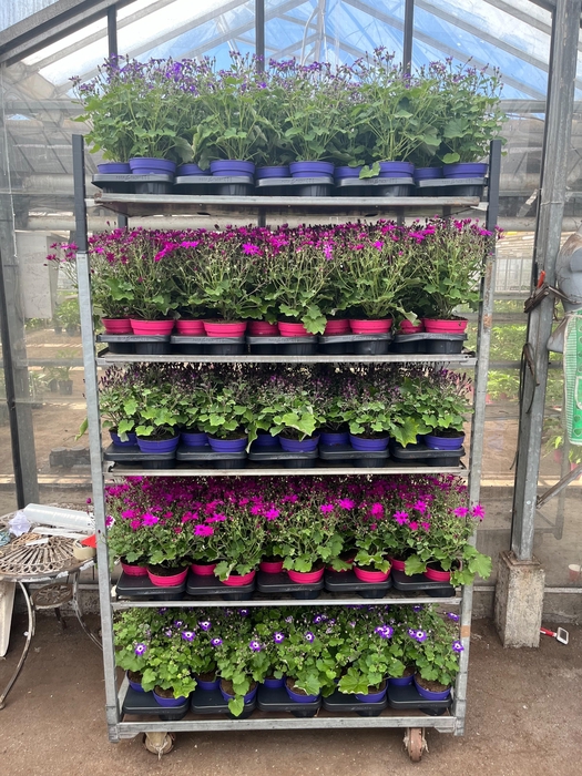 <h4>PERI C SEN GEM</h4>