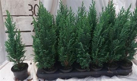 arr8 Cham L Ellwoodii