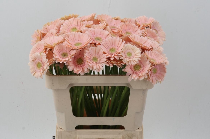 <h4>Ge Mi Jolie</h4>