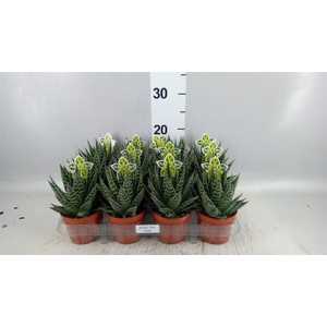 Aloe aristata 'Tiki Tahi'