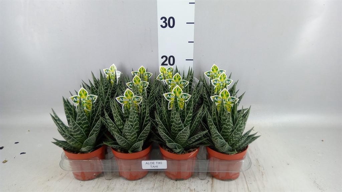 <h4>Aloe aristata 'Tiki Tahi'</h4>