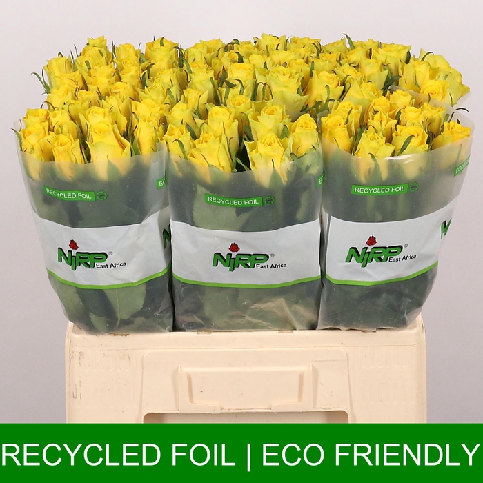 <h4>R GR GOLD FURY</h4>