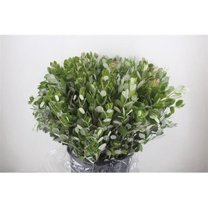 Pittosp Ralphi Leaves 400gr P Bunch