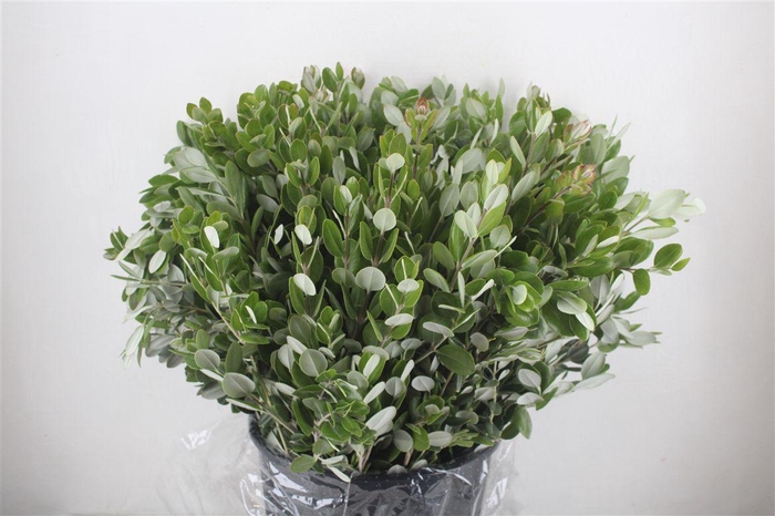 <h4>Pittosp Ralphi Leaves 400gr P Bunch</h4>