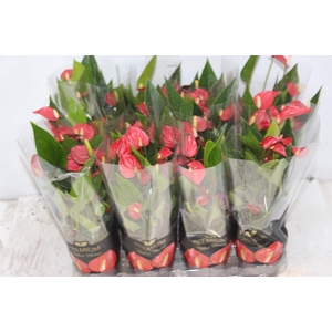 ANTHURIUM MINI MILLION FLOWERS P09 VERMELHO