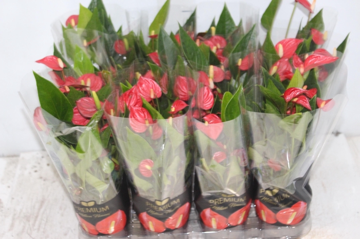 <h4>ANTHURIUM MINI MILLION FLOWERS P09 VERMELHO</h4>