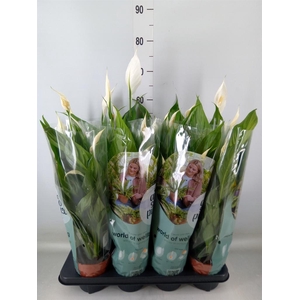 Spathiphyllum  'Sweet Chico'