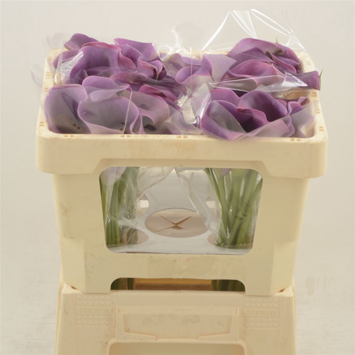 <h4>Calla Promise</h4>