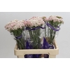 Ozothamnus Cooks Tall Pink