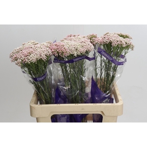 Ozothamnus Cooks Pink