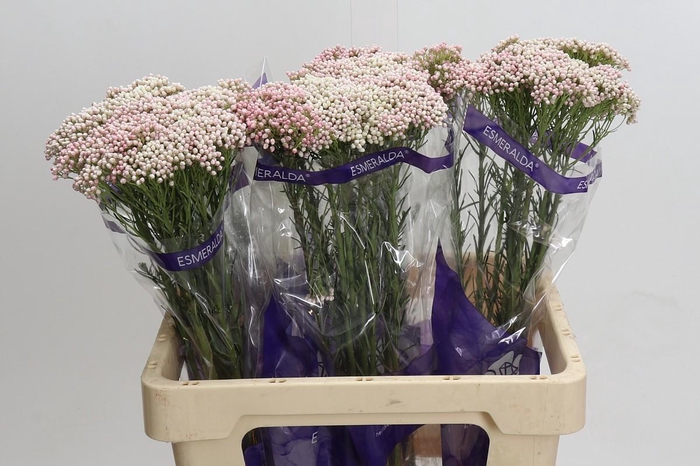 Ozothamnus Cooks Tall Pink