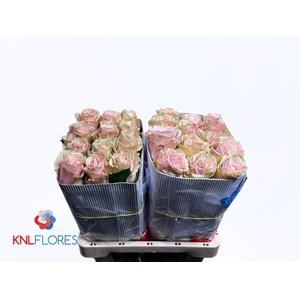 R GR PINK MONDIAL