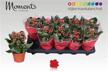 <h4>KAL GE SECRET RED</h4>