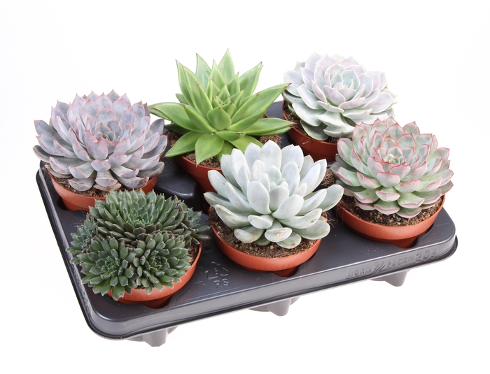 <h4>Echeveria mix</h4>