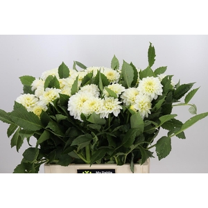 Dahlia White Cap