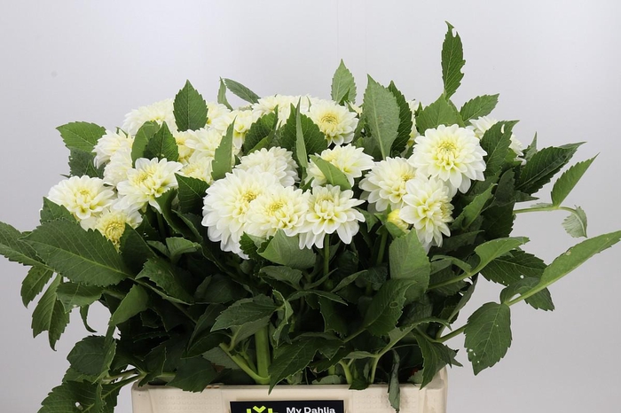 <h4>Dahlia White Cap</h4>