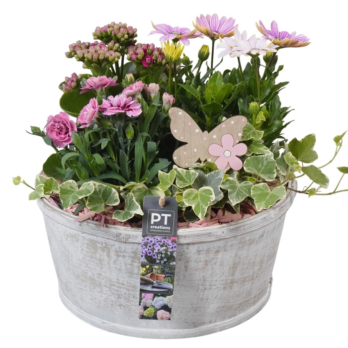 <h4>PTPP7011 Arrangement Patio in houten bak</h4>