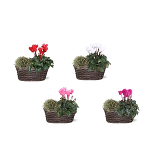 PERKPL GEM IN POT