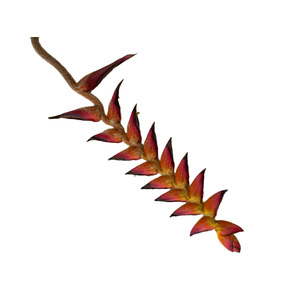 Heliconia Bloody Mary