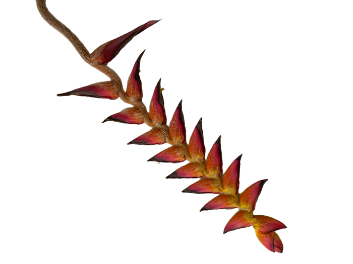 <h4>Heliconia Bloody Mary</h4>