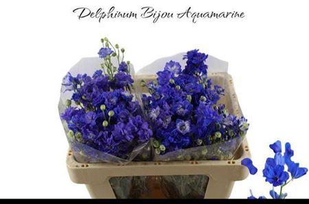 <h4>Delph D Bijou Aquamarine</h4>