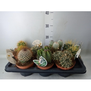Cactus   ...mix