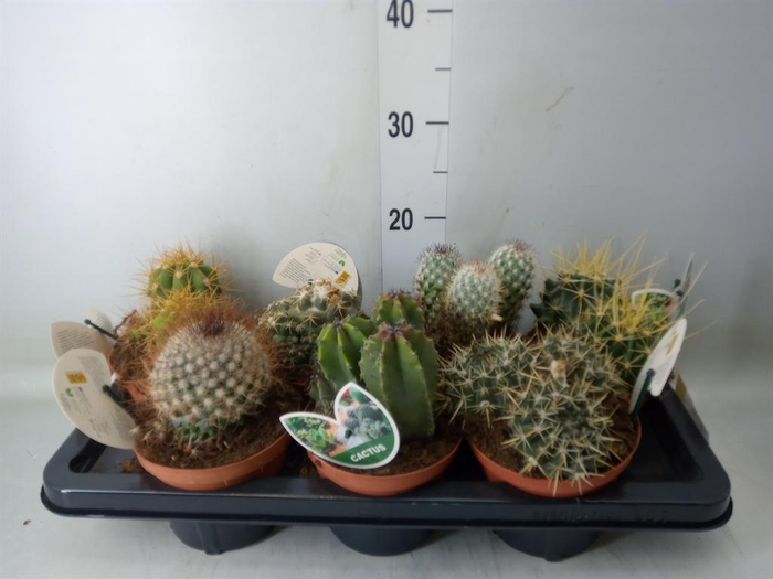 <h4>Cactus   ...mix</h4>