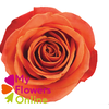 R Gr Orange Crush Orange 50cm EC