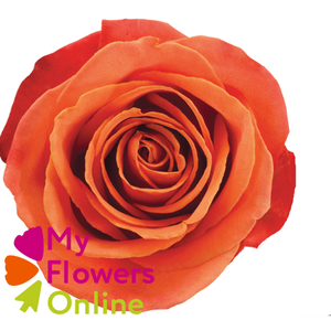 R Gr Orange Crush Orange 50cm EC