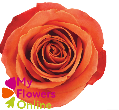 <h4>R Gr Orange Crush Orange 50cm EC</h4>