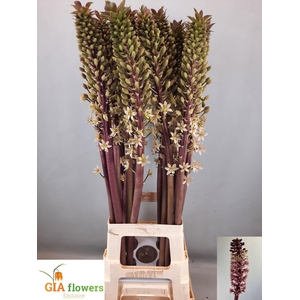 EUCOMIS SP BURGUNDY