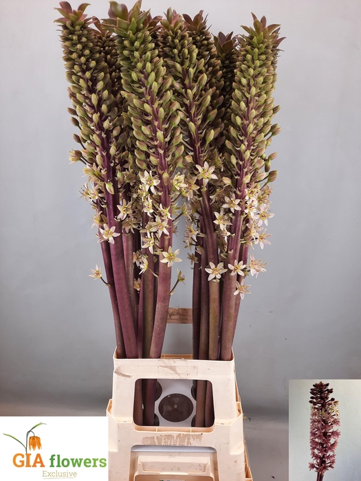 <h4>EUCOMIS SP BURGUNDY</h4>