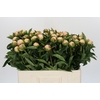 Paeonia Raspberry Sundae