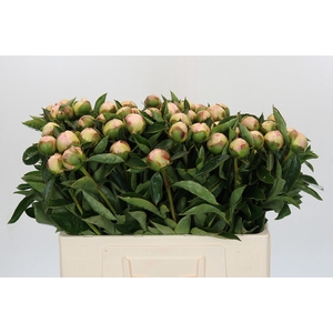 Paeonia Raspberry Sundae