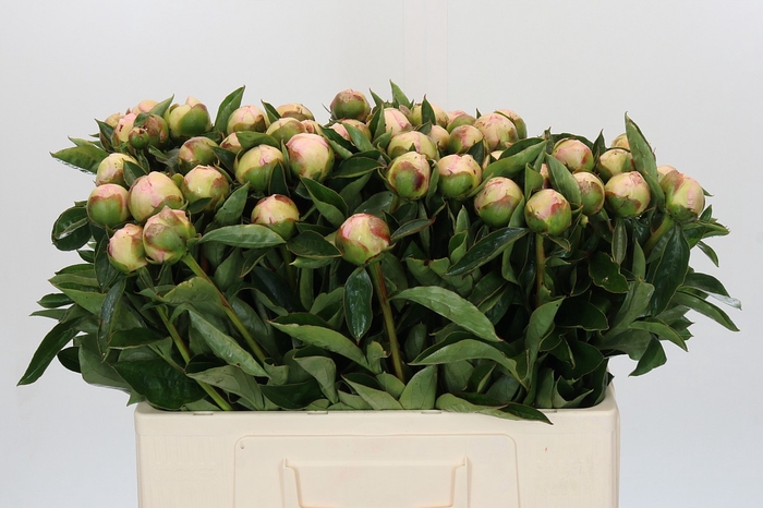 <h4>Paeonia Raspberry Sundae</h4>