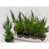 Aspar S Pyramidalis