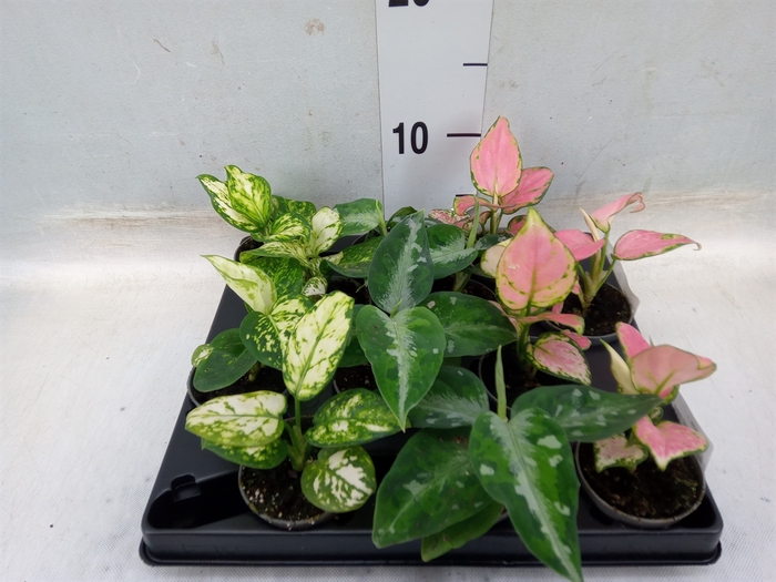 <h4>Aglaonema   ...</h4>