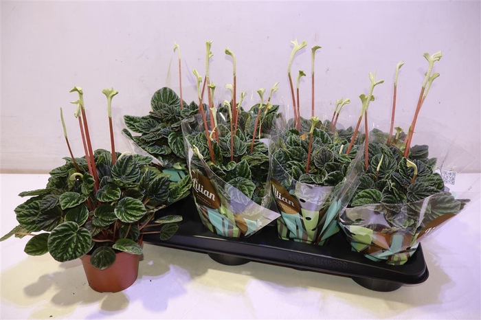 <h4>arr8 Pep Ca Lilian</h4>