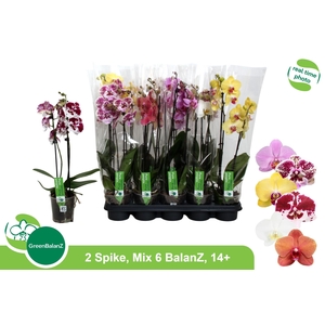 PHAL GEM